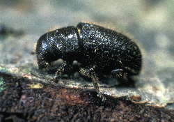 Great spruce bark beetle.jpg