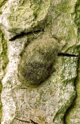 Gypsy moth egg plaque.png