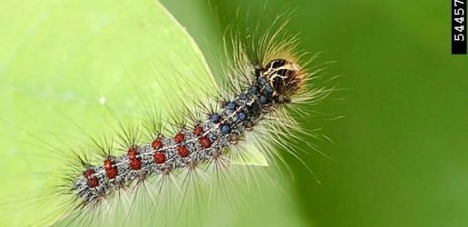 gypsy moth larvae ydwtmgo rotated