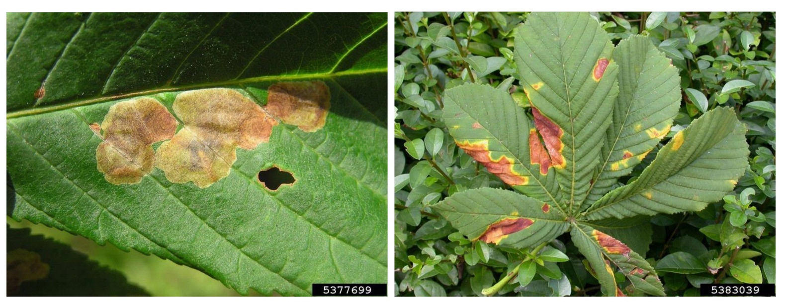 HC leaves with leaf blotch (Phyllosticta paviae) FR.jpg