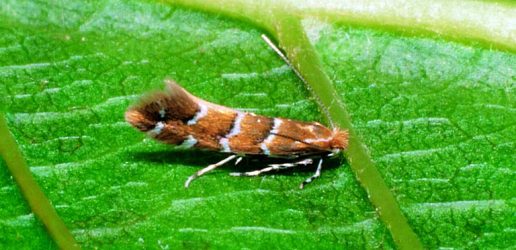 hclm adult on leaf gyorgy csoka hungary fri bugwood qab8dkz