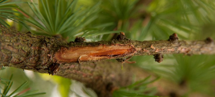 Infected larch twig showing discolouring under the bark