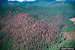 Landscape-scale budworm damage to grand fir USDA