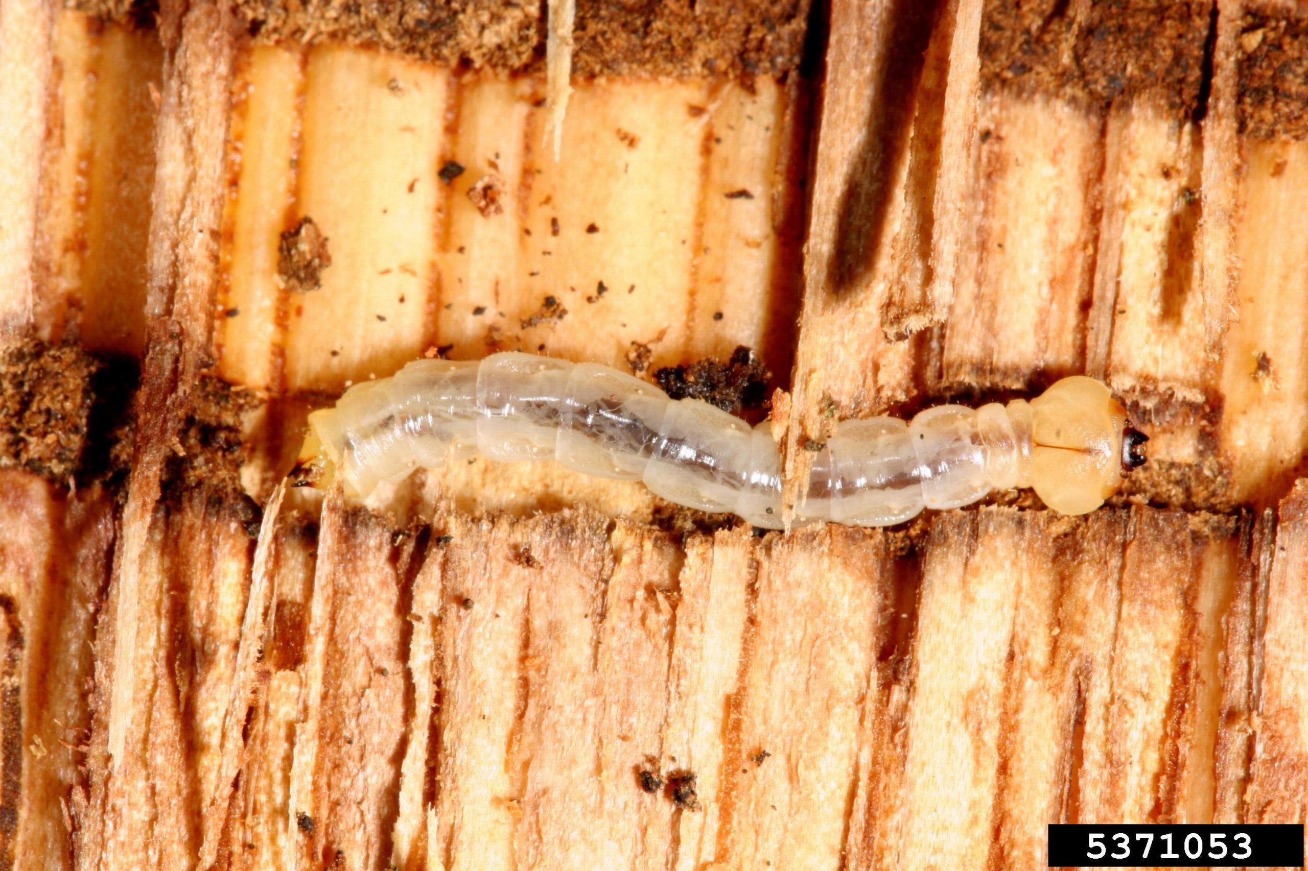 Larva of two-spotted oak buprestid Agrilus biguttatus, Gyorgy Csoka, Hungary FRI, Bugwood.jpg