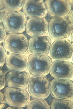 light-microscopy-ss-1.jpg