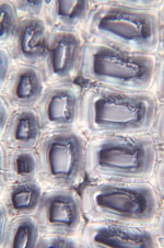 light-microscopy-ss-2.jpg