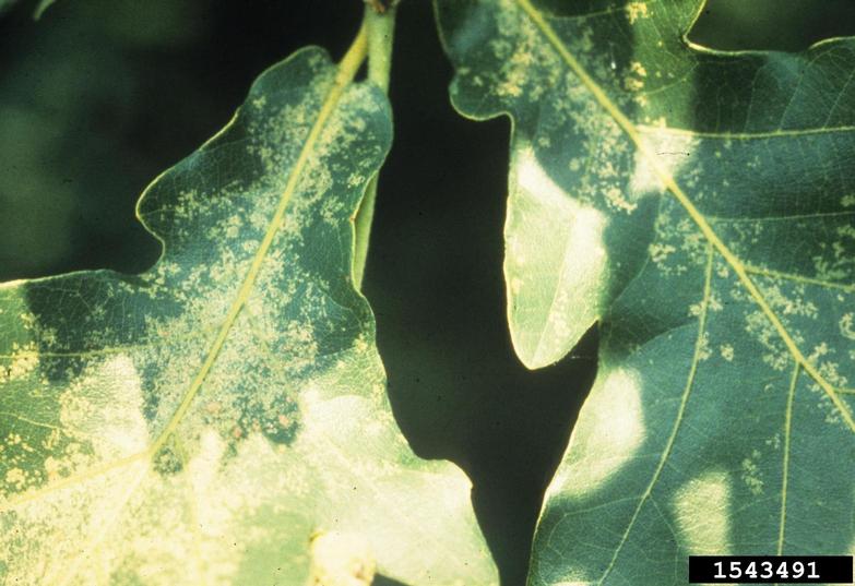 Oak lace bug feeding spots, Jim Baker, North Carolina State Uni, Bugwood .jpg