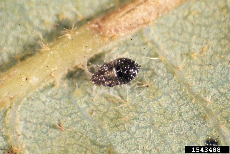 Oak lace bug nymph, Jim Baker, North Carolina State Uni, Bugwood.jpg