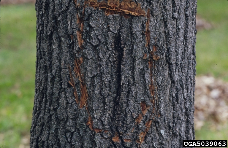 Oak wilt bark crack