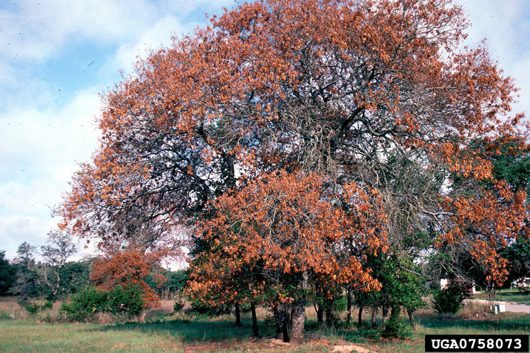 Oak wilt false autumn colour