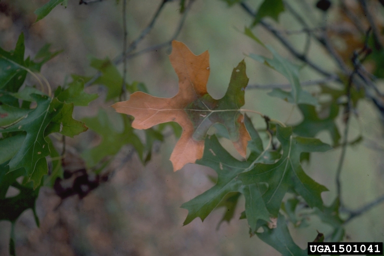 Oak wilt leaf browning