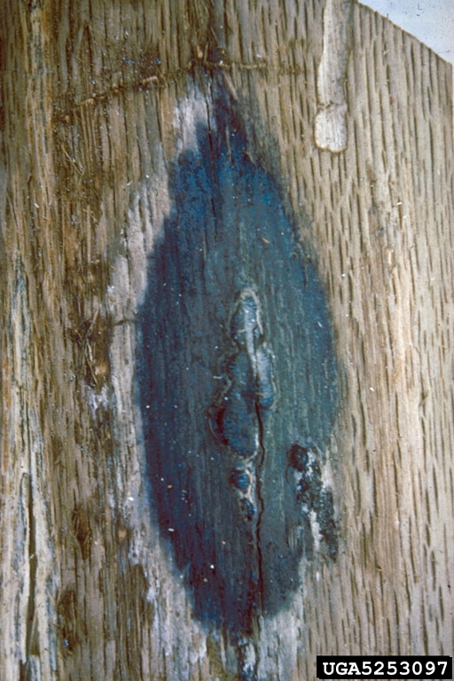 Oak wilt spore mat