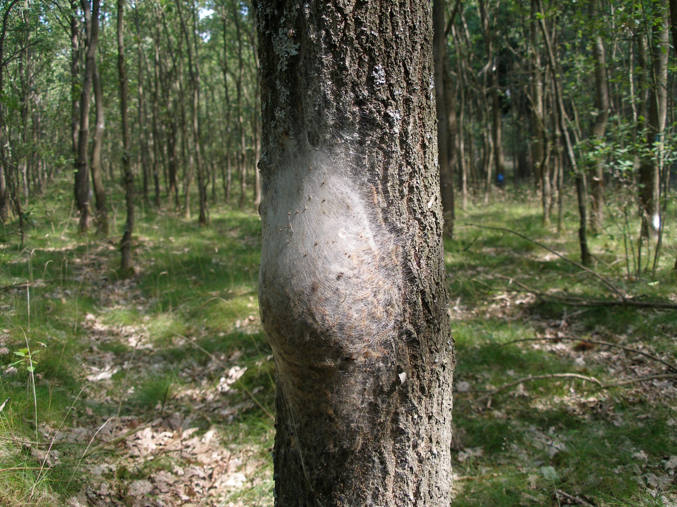 OPM nest large in woodland.jpg