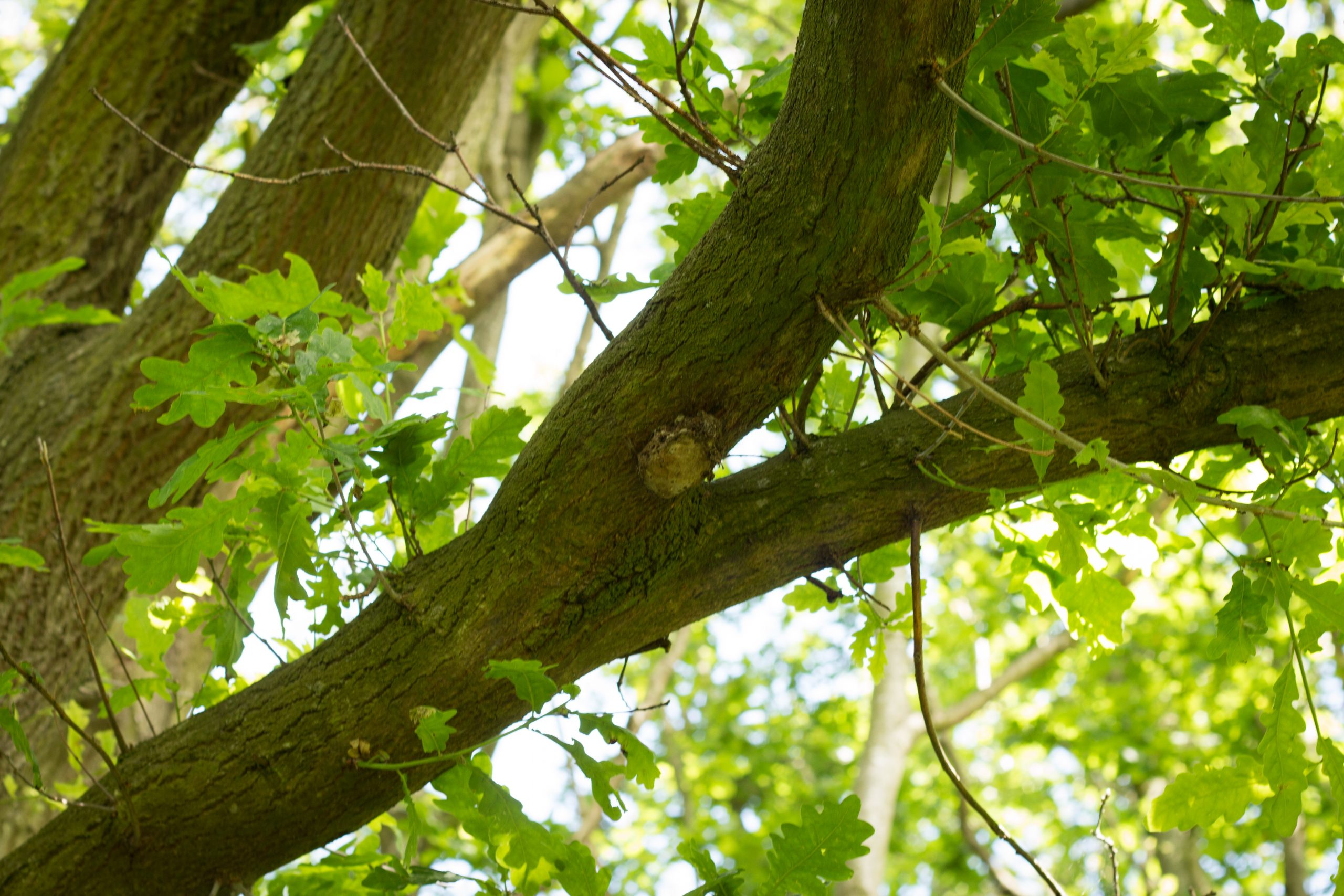 OPM nest on underside high branch Crown Copyright Forestry Commission.jpg