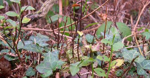 p kernoviae pic 4 bilberry dieback