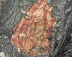 Phytophthora_ramorum250.jpg