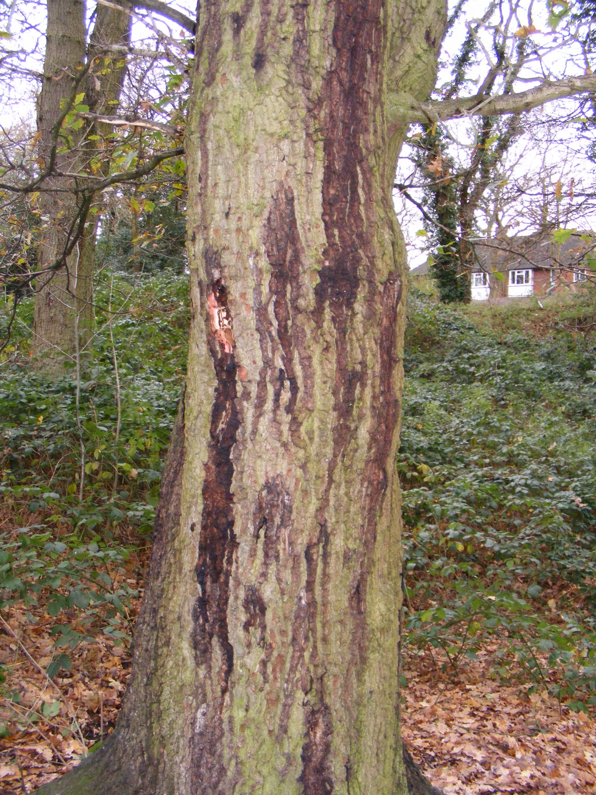 Acute oak decline - Forest Research