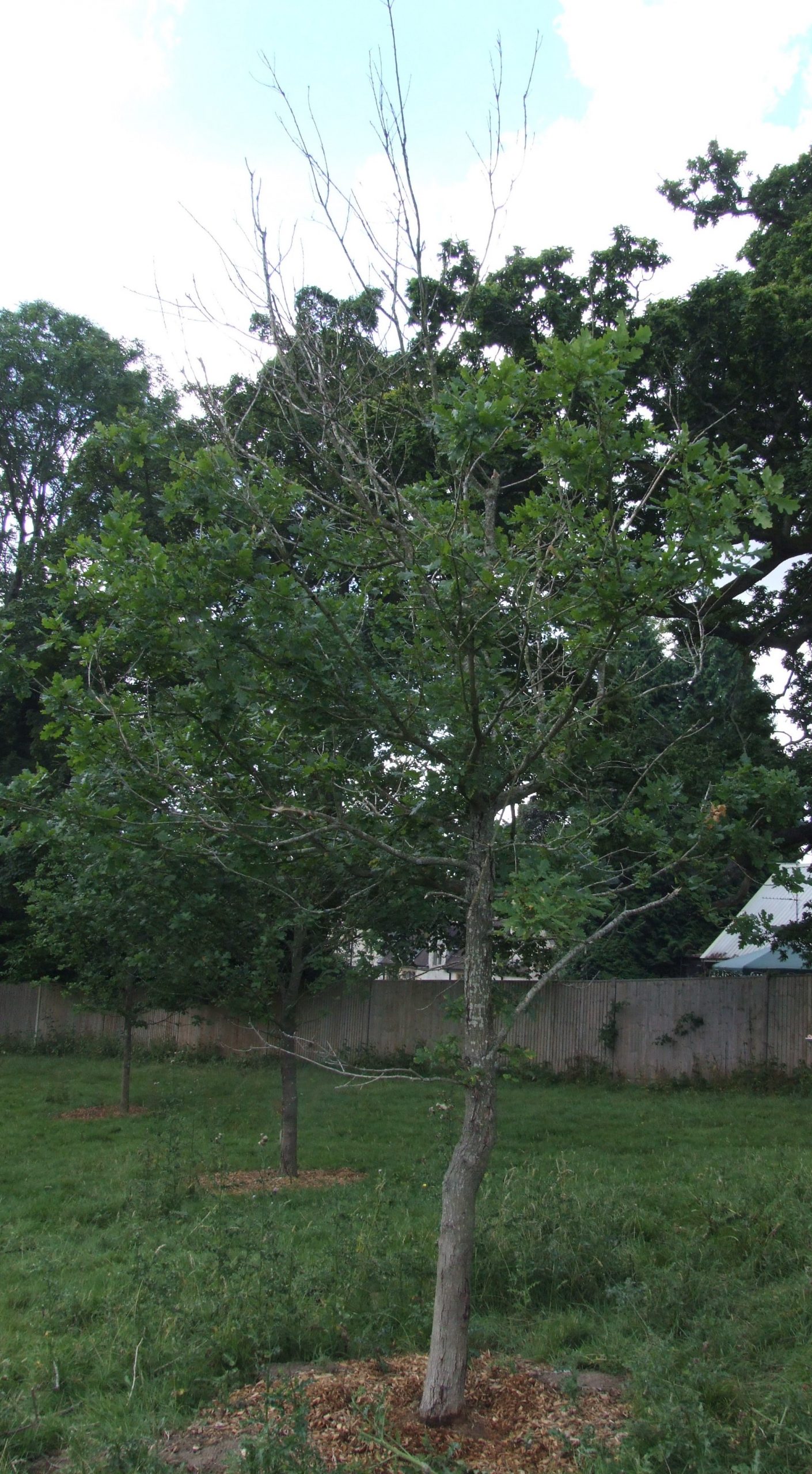 Pic - AOD young oak with dieback.jpg
