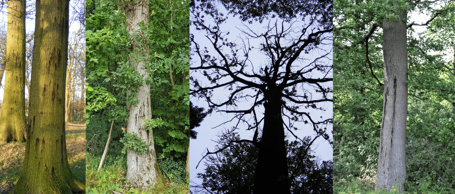 A montage of images illustrating stem bleeds and crown dieback associated with acute oak dieback (AOD).
