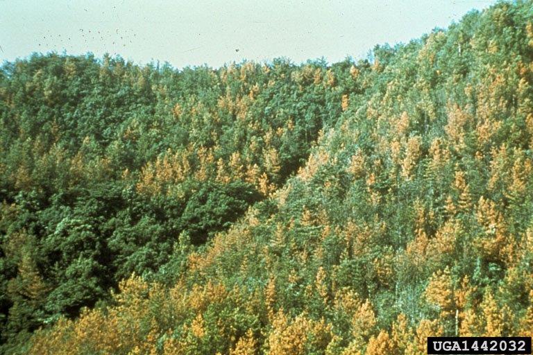 Pines killed by PWN_USDA