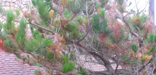 Pitch canker, dieback and cankers