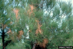 PPM - defoliated pine needles.jpg