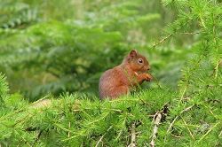 red_squirrel_in_tree.jpg
