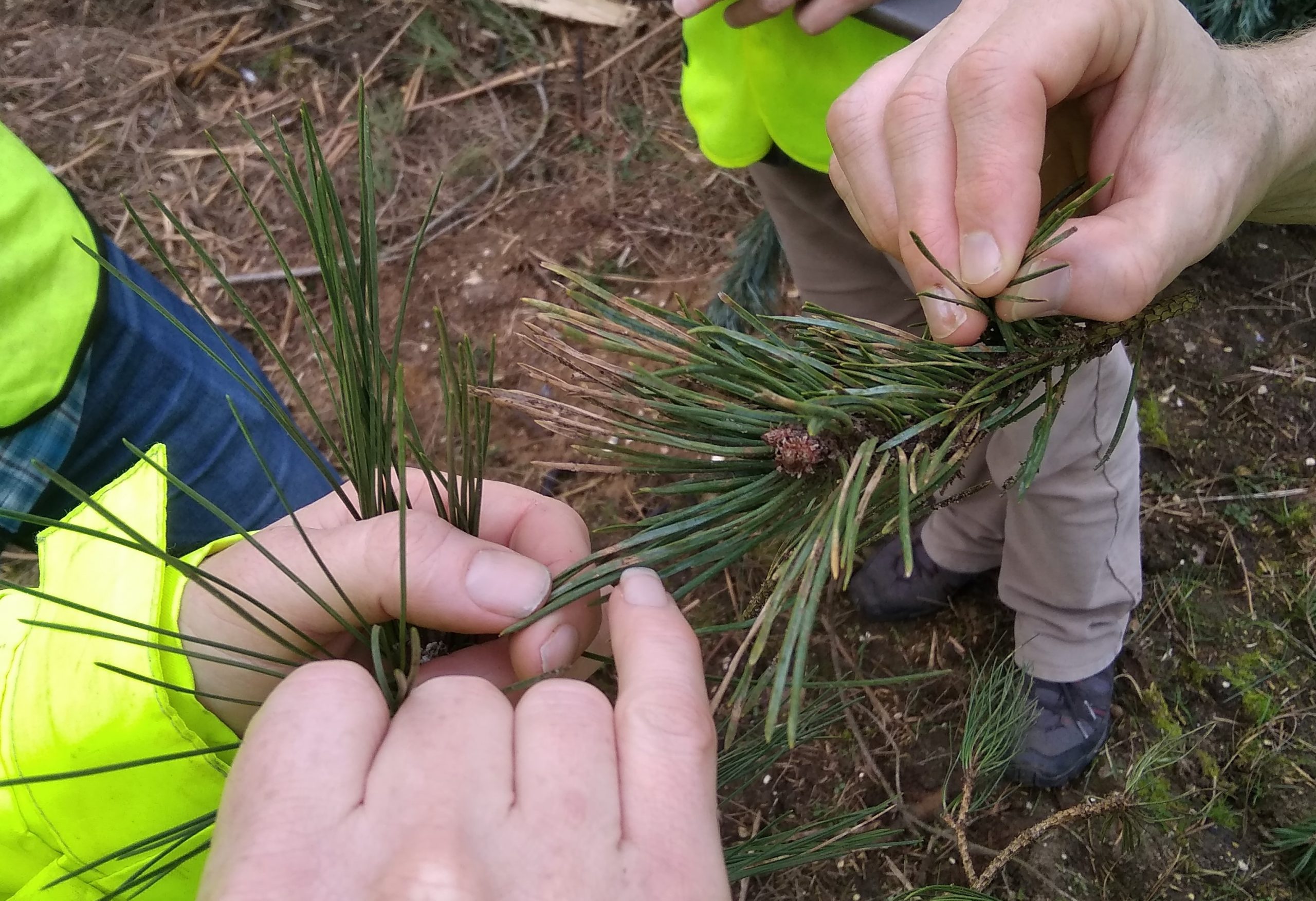 Resilience Pine Examination by James Robinson