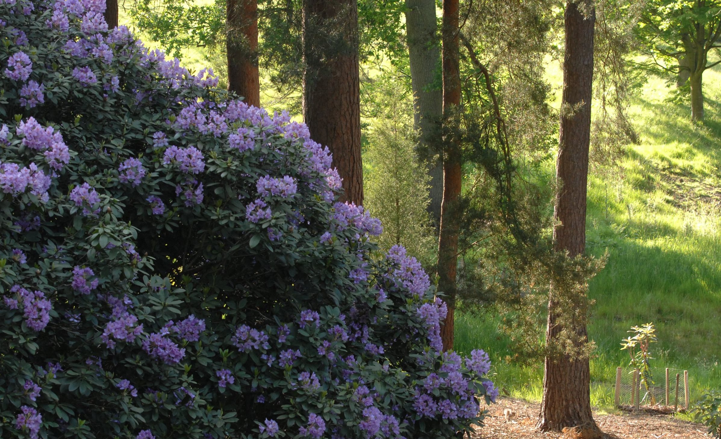 Rhododendron in woodland.jpg