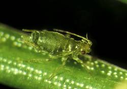 scch_green_spruce_aphid.jpg