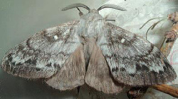 Siberian silk moth.jpg