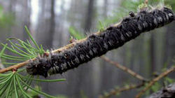 Siberian silk moth larva.jpg