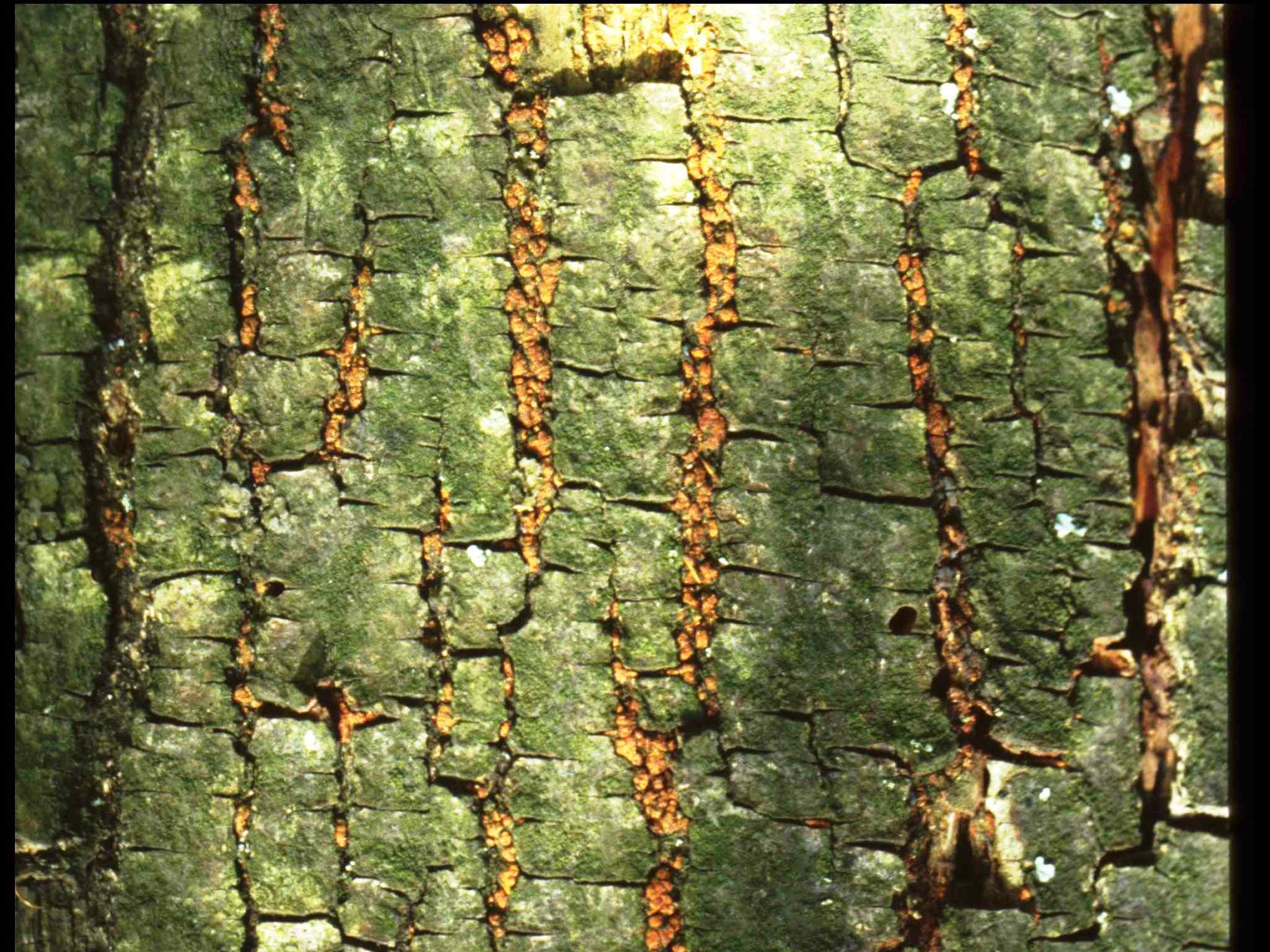 Sporulation of C parasitica in sweet chestnut bark cracks cropped D Rigling.jpg