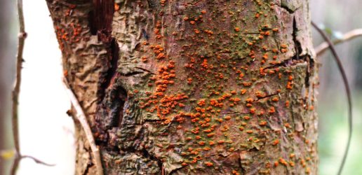 Sunken canker fruit bodies C parasitica A Perez-Sierra FR.jpg
