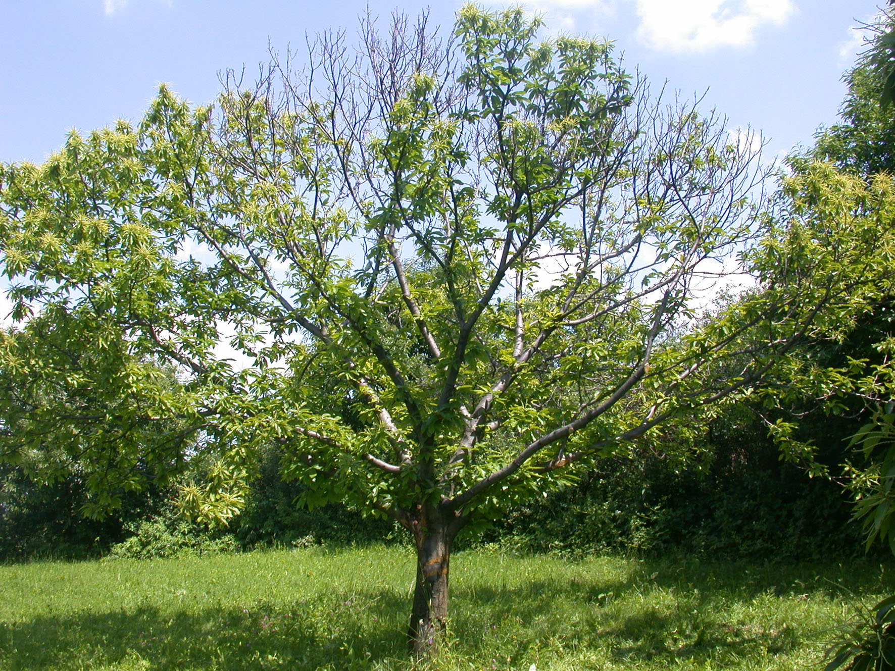 Sweet chestnut dieback caused by Cryphonectria parasitica D Rigling.jpg