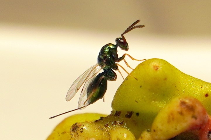 Torymus sinensis, a parasitoid wasp used as a biological control for Oriental Chestnut Gall Wasp