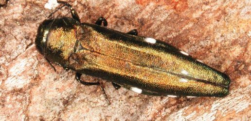 Two-spotted oak buprestid Agrilus biguttatus, Gyorgy Csoka, Hungary FRI, Bugwood.jpg