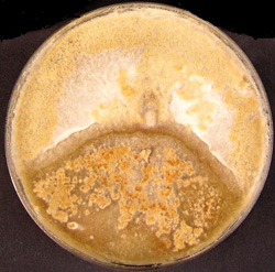 Image showing the VC reaction in a Petri dish between two individuals of H. fraxineus.
