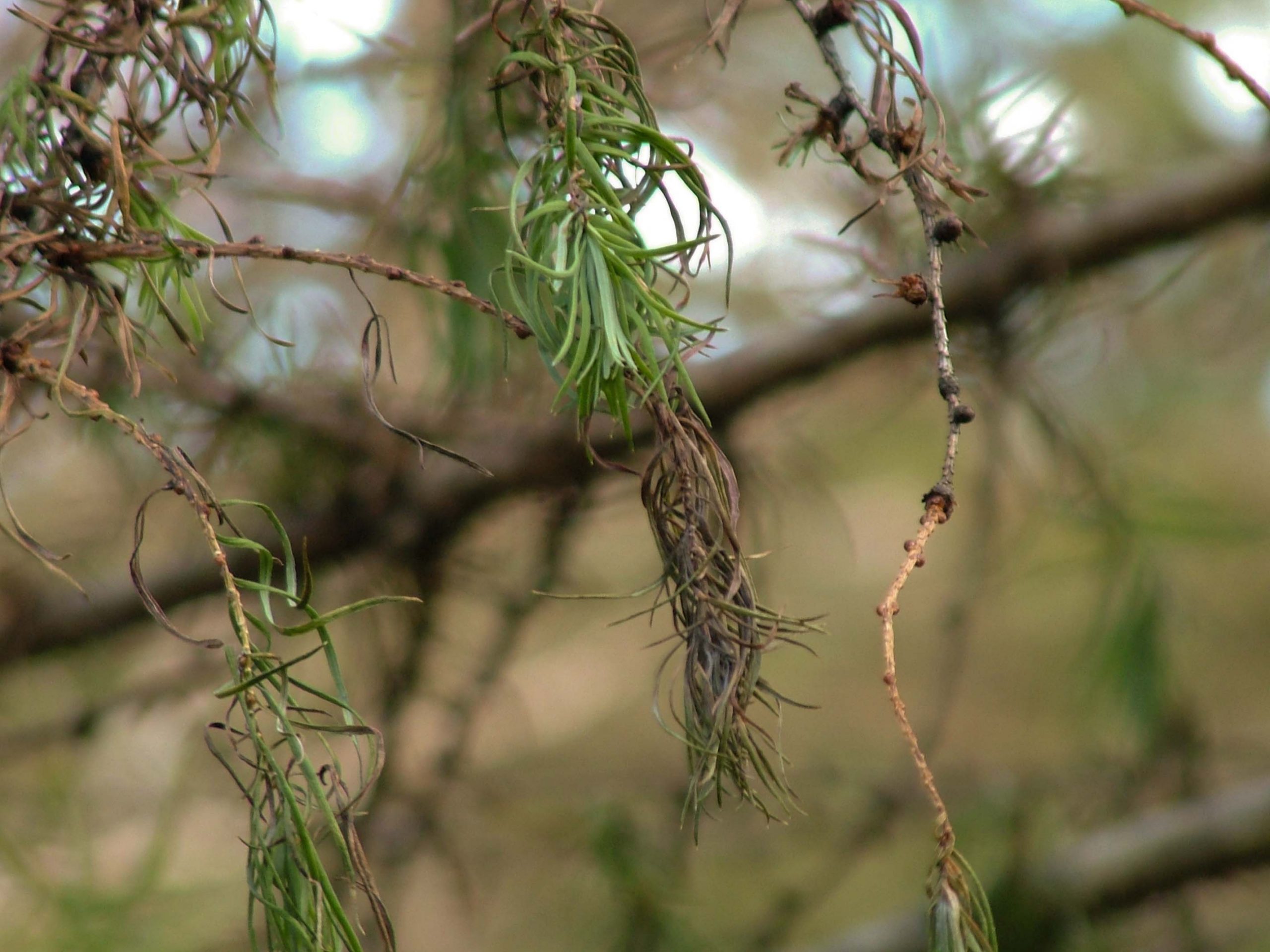 Withered larch foliage from P ramorum.jpg