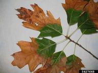Xylella leaf scorch.jpg