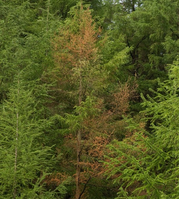Young Japanese larch killed  by ramorum disease.jpg