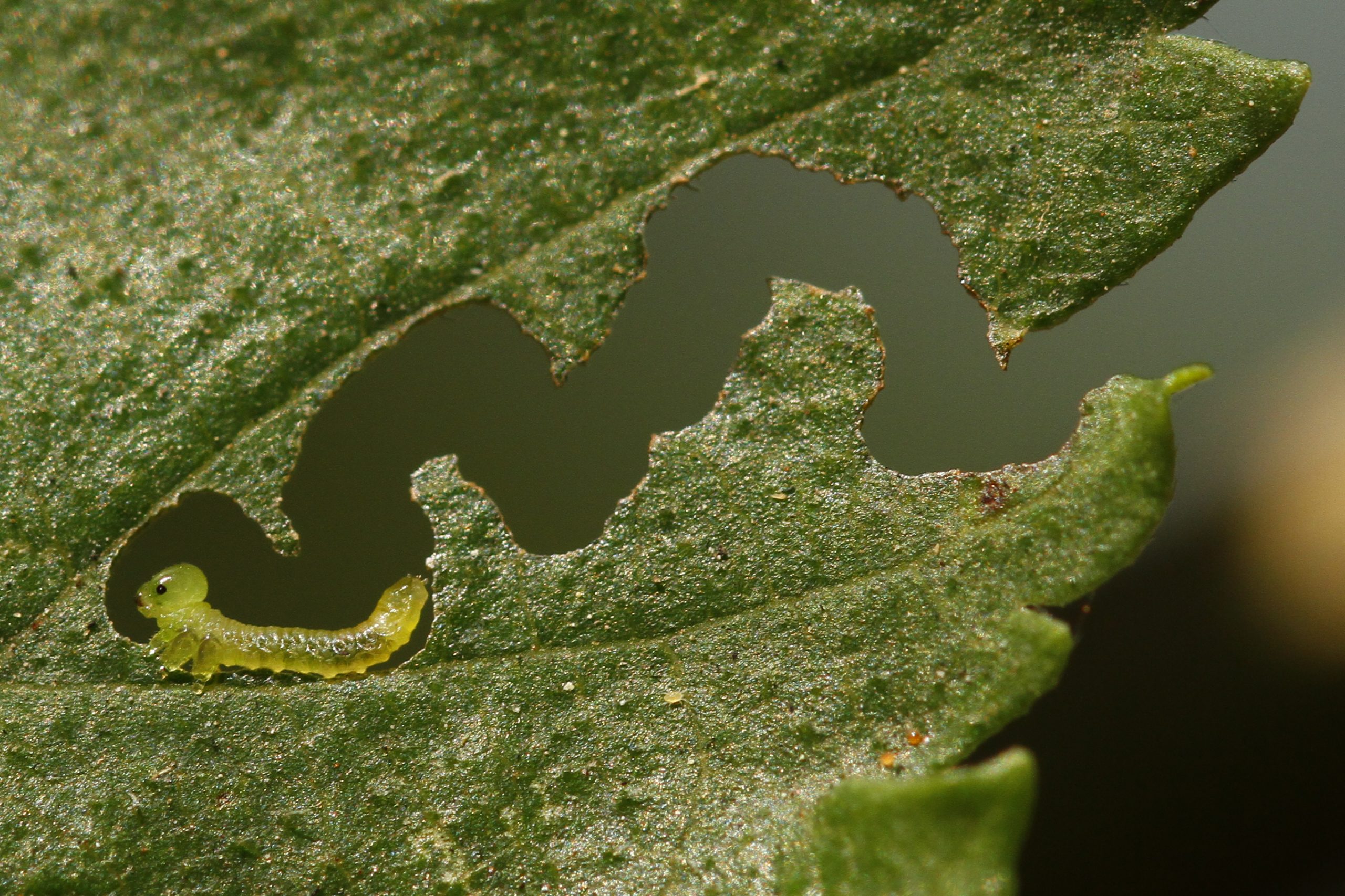 Young larva.jpg