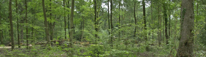 Forestry Header Loss of tree species has cumulative impact on biodiversity