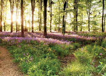 Forestry Thumbnail Mental health benefits of visiting UK woodlands estimated at 185 million
