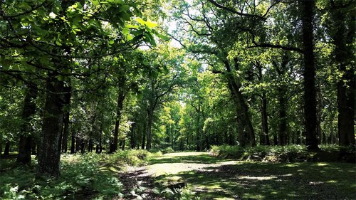 Oak woodland.jpg