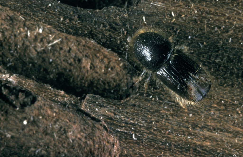 Ips Typographus. Larger eight - toothed spruce bark beetle