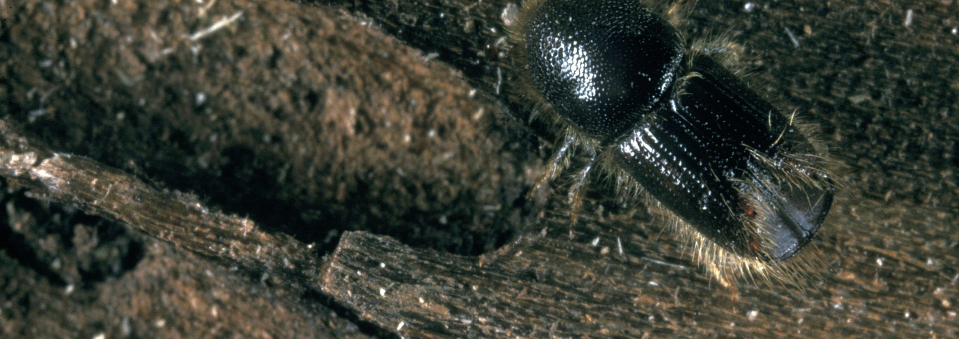 Ips Typographus. Larger eight - toothed spruce bark beetle