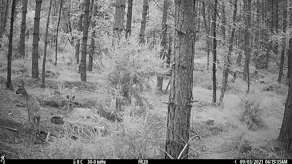infrared image of deer