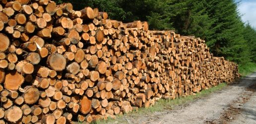 Stack of softwood timber