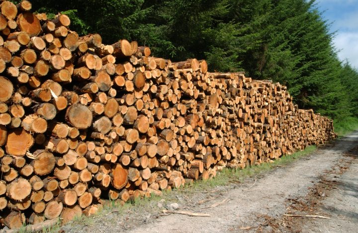 Stack of softwood timber